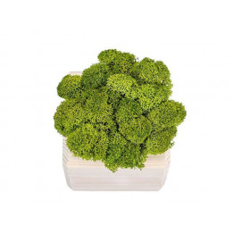 Композиция Мох в интерьере дерево, зеленый