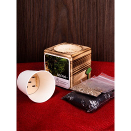 Набор для выращивания с органайзером «Экокуб Burn», сосна